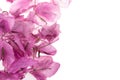Bouganvillea flowers Royalty Free Stock Photo