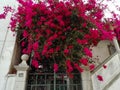 Bouganvillea Houses in cascais Portugal Royalty Free Stock Photo