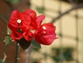 Bouganvillea