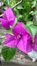 Bougenvile glabra, flower, pink, garden, blooming, nature