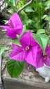 Bougenvile glabra, flower, pink, garden, blooming, nature