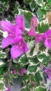 Bougenvile glabra, purple, nature, garden, blooming flower, blosom