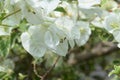 Pure white bougenville flowers