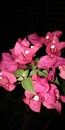 Bougenvillea Spectabilis Flower at Night and High Resolution