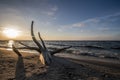 Bough on the beach Royalty Free Stock Photo