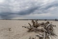 Bough on the beach Royalty Free Stock Photo