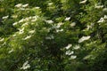 Bough of elderflower in sunlight Royalty Free Stock Photo