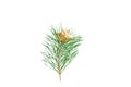 Bough fir trees with Christmas decoration.