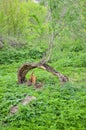 Bough of old willow tree Royalty Free Stock Photo