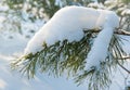 Bough of pine tree with snow Royalty Free Stock Photo