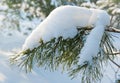 Bough of pine tree with snow