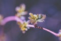 Bough from raspberry bush with young leaves Royalty Free Stock Photo