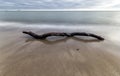 The bough in water at coast Baltic Sea.