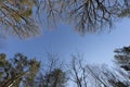 Boughs of deciduous and coniferous trees against a cloudless sky Royalty Free Stock Photo