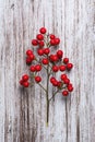 Boughs of holli network, on rustic wood Royalty Free Stock Photo