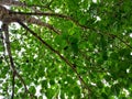 The boughs of the tin tree are the background of the green foliage Royalty Free Stock Photo