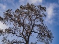 Boughs of trees against the sky Royalty Free Stock Photo