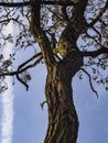 Boughs of trees against the sky Royalty Free Stock Photo