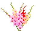 Bouguet pink gladiolus flower. Blank of congratulatory card