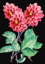 Bouguet of red dahlia on a black background, watercolor