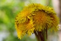 Bouguet of round shape of yellow dandelions close-up on a background forest in natural conditions with a blurred background.