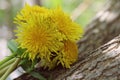 Bouguet of round shape of yellow dandelions close-up on a background of tree bark in natural conditions with a blurred background.