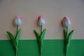 Bouguet of tulips on white background