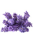 Bouguet of violet lavendula flowers isolated on white background, close up. Royalty Free Stock Photo