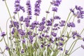 Bouguet of violet lavendula flowers isolated on white background, close up Royalty Free Stock Photo