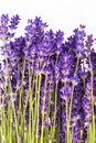 Bouguet of violet lavendula flowers isolated on white background, close up