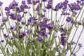 Bouguet of violet lavendula flowers isolated on white background, close up