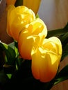 Bouguet of yellow tulias