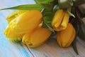 Bouguet yellow tulips on a blue wooden background laid out on ton close-up.