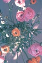 Ranonkels / Ranunculus / Flowers / Bloemen / Persian Buttercup Royalty Free Stock Photo