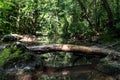 Boulder bridge in the crystal clear water of river Gradasnica