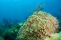 Boulder Coral Royalty Free Stock Photo