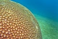 Boulder Coral, Lembeh, Indonesia Royalty Free Stock Photo