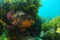 Boulder country with kelp and sponges