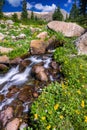 Boulder Creek Surrounded by Summer Wildflowers Royalty Free Stock Photo