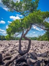 Boulder field in Hickory Run State Park Royalty Free Stock Photo