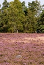 Boulder in foreground with blooming heath and birches and conifers in background at day. Royalty Free Stock Photo