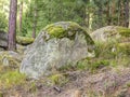 Boulder in forest Royalty Free Stock Photo