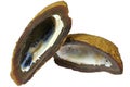 Boulder opal nut from Australia Royalty Free Stock Photo