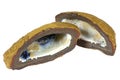 Boulder opal nut from Australia Royalty Free Stock Photo