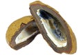 Boulder opal nut from Australia Royalty Free Stock Photo