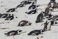 Boulders Bay Penguin Colony of African Jackass penguins at Boulders Beach, Cape Province, South Africa Royalty Free Stock Photo