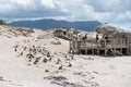 Tourists watching african penguins colony nesting from the view point at nature reserve