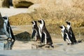 Boulders Beach penguin colony, Simonstown in South Africa Royalty Free Stock Photo