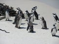 Boulders Beach Molting Penguins