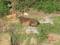 Boulders Beach marmot